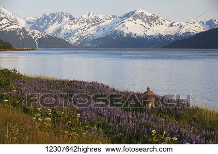 Stock Photograph - Man taking pictures of field of Lupine in June alongside the Seward Hwy and Turnagain Arm. Southcentral Alaska.. Fotosearch