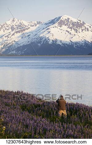 Stock Photograph - Man taking pictures of field of Lupine in June alongside the Seward Hwy and Turnagain Arm. Southcentral Alaska.. Fotosearch