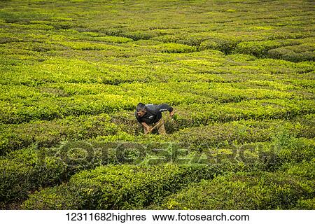 Man working in the fields of Porto Formoso Tea Plantation; Sao Miguel, Azores, Portugal View Large Photo Image Stock Photograph - Man working in the fields of Porto Formoso Tea Plantation; Sao Miguel, Azores, Portugal. Fotosearch