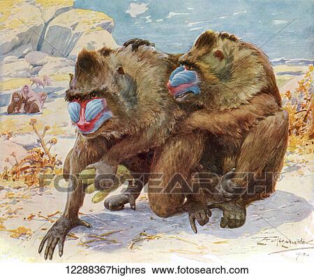 Stock Photograph - Mandrills. From Bibby's Annual published 1910.. Fotosearch
