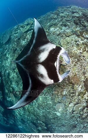 Manta ray (Manta alfredi) gets close to the reef to be inspected by small cleaner wrasse; Fiji View Large Photo Image Stock Photograph - Manta ray (Manta alfredi) gets close to the reef to be inspected by small cleaner wrasse; Fiji. Fotosearch