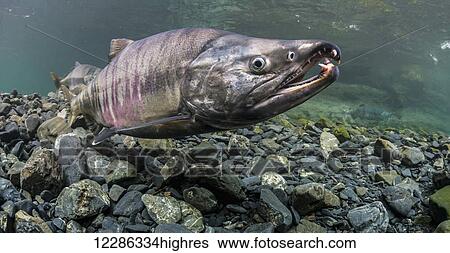 Mature male Chum Salmon (Oncorhynchus keta) in an Alaskan stream during the summer. View Large Photo Image Stock Photograph - Mature male Chum Salmon (Oncorhynchus keta) in an Alaskan stream during the summer.. Fotosearch