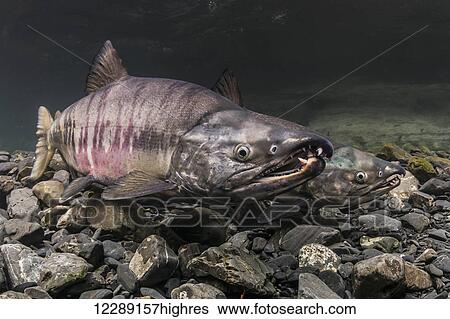 Mature male Chum Salmon (Oncorhynchus keta) size each other while competing over a female in an Alaskan stream during the summer. View Large Photo Image Stock Photograph - Mature male Chum Salmon (Oncorhynchus keta) size each other while competing over a female in an Alaskan stream during the summer.. Fotosearch