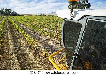 Mechanical harvester in a vineyard; Stellenbosch, Western Cape, South Africa View Large Photo Image Stock Photo - Mechanical harvester in a vineyard; Stellenbosch, Western Cape, South Africa. Fotosearch