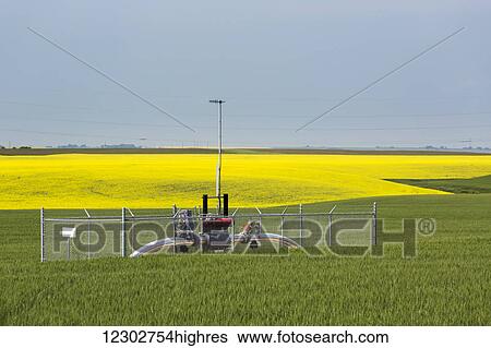 Metal pipeline and valves in a green wheat field with flowering canola in the background and blue sky; Acme, Alberta, Canada View Large Photo Image Stock Photograph - Metal pipeline and valves in a green wheat field with flowering canola in the background and blue sky; Acme, Alberta, Canada. Fotosearch
