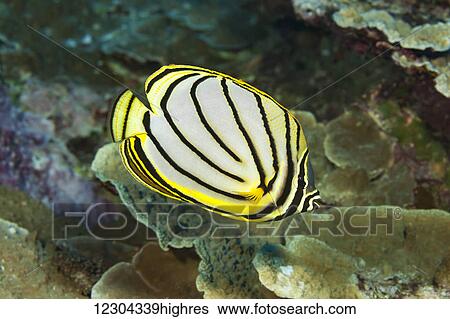 Stock Photograph - Meyers butterflyfish (Chaetodon meyeri) is usually found during the day in mated pairs feeding on coral; Yap, Micronesia. Fotosearch