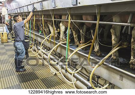 Milkers attending to Holsteins in automated milking parlor; Grantsburg, Wisconsin, United States of America View Large Photo Image Stock Photograph - Milkers attending to Holsteins in automated milking parlor; Grantsburg, Wisconsin, United States of America. Fotosearch
