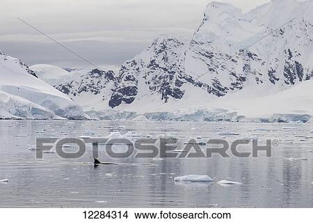 Picture - Minke Whale (Balaenoptera acutorostrata) in Paradise Harbor, Antarctic Peninsula; Antarctica. Fotosearch
