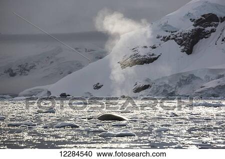 Minke Whale (Balaenoptera acutorostrata) in Paradise Harbor, Antarctic Peninsula; Antarctica View Large Photo Image Stock Image - Minke Whale (Balaenoptera acutorostrata) in Paradise Harbor, Antarctic Peninsula; Antarctica. Fotosearch