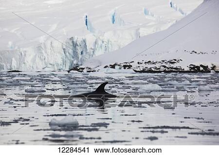 Stock Image - Minke Whale (Balaenoptera acutorostrata) in Paradise Harbor, Antarctic Peninsula; Antarctica. Fotosearch