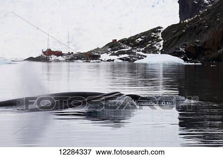 Minke Whale (Balaenoptera acutorostrata) in Paradise Harbor, Antarctic Peninsula; Antarctica View Large Photo Image Stock Photo - Minke Whale (Balaenoptera acutorostrata) in Paradise Harbor, Antarctic Peninsula; Antarctica. Fotosearch