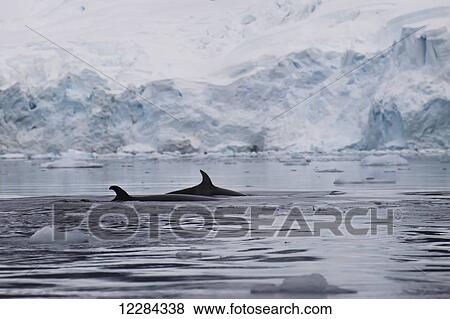 Minke Whales (Balaenoptera acutorostrata) in Paradise Harbor, Antarctic Peninsula; Antarctica View Large Photo Image Stock Photo - Minke Whales (Balaenoptera acutorostrata) in Paradise Harbor, Antarctic Peninsula; Antarctica. Fotosearch