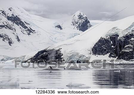 Minke Whales (Balaenoptera acutorostrata) in Paradise Harbor, Antarctic Peninsula; Antarctica View Large Photo Image Stock Photograph - Minke Whales (Balaenoptera acutorostrata) in Paradise Harbor, Antarctic Peninsula; Antarctica. Fotosearch