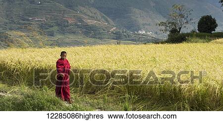 Stock Photograph - Monk in a red robe walking beside a field; Panakhu, Bhutan. Fotosearch