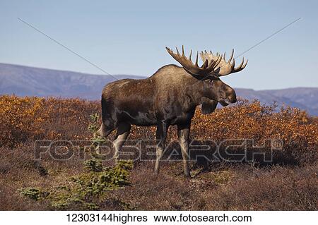 Moose (Alces alces) bull walking on a ridge and grunting during rut, Denali National Park and Preserve, Interior Alaska, Autumn View Large Photo Image Stock Photograph - Moose (Alces alces) bull walking on a ridge and grunting during rut, Denali National Park and Preserve, Interior Alaska, Autumn. Fotosearch