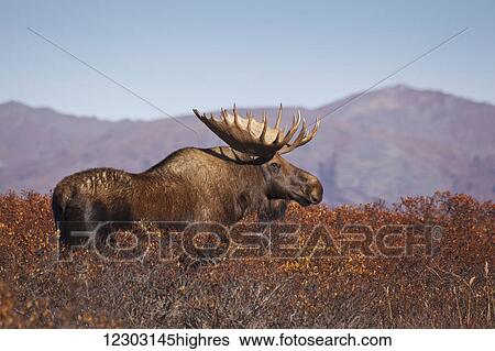 Stock Photograph - Moose (Alces alces) bull walking on a ridge among Diamond-leaf willow, Denali National Park and Preserve, Interior Alaska, Autumn. Fotosearch