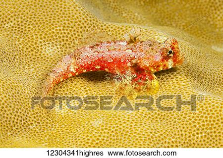 Stock Photograph - Morrisons dragonet (Neosynchiropus morrisoni), female; Yap, Micronesia. Fotosearch
