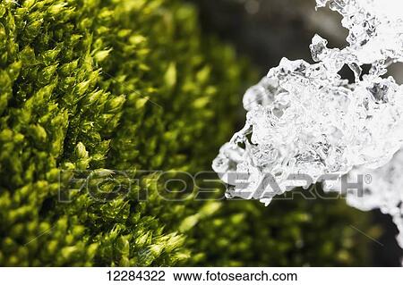 Moss at Almirante Brown Antarctic Base, Antarctic Peninsula; Antarctica View Large Photo Image Stock Image - Moss at Almirante Brown Antarctic Base, Antarctic Peninsula; Antarctica. Fotosearch