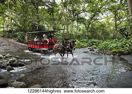 Stock Photograph - Mule drawn wagon tour crosses Waipio River in Waipio River Valley; Oahu, Hawaii, United States of America. Fotosearch