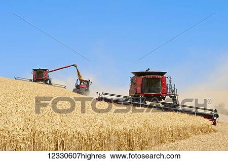 Stock Photograph - Multiple Combines Harvest Wheat On The Hills In The Palouse Region Of Eastern Washington; Washington, United States Of America. Fotosearch