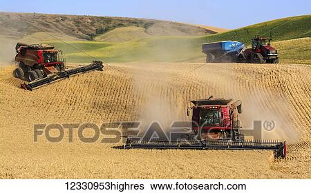 Multiple Combines Harvesting Grain In The Palouse Region Of Eastern Washington; Washington, United States Of America View Large Photo Image Stock Photograph - Multiple Combines Harvesting Grain In The Palouse Region Of Eastern Washington; Washington, United States Of America. Fotosearch