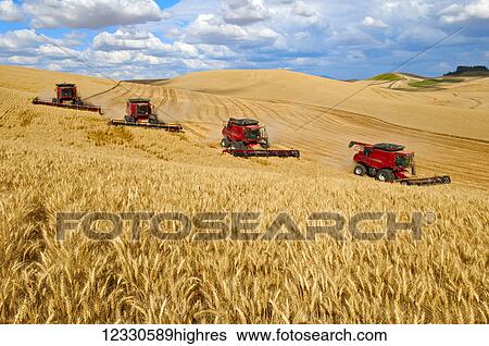 Multiple Combines Harvesting Wheat On The Hills Of The Palouse Region Of Eastern Washington; Washington, United States Of America View Large Photo Image Stock Photograph - Multiple Combines Harvesting Wheat On The Hills Of The Palouse Region Of Eastern Washington; Washington, United States Of America. Fotosearch