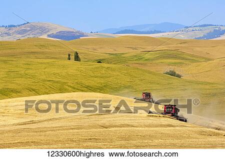 Stock Photograph - Multiple Combines Harvesting Wheat On The Hills Of The Palouse Region Of Washington; Washington, United States Of America. Fotosearch