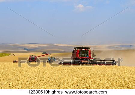 Stock Photograph - Multiple Combines Harvesting Wheat On The Hills In The Palouse Region Of Eastern Washington; Washington, United States Of America. Fotosearch
