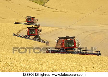 Multiple Combines Harvesting Wheat On The Hills In The Palouse Region Of Eastern Washington; Washington, United States Of America View Large Photo Image Stock Photograph - Multiple Combines Harvesting Wheat On The Hills In The Palouse Region Of Eastern Washington; Washington, United States Of America. Fotosearch