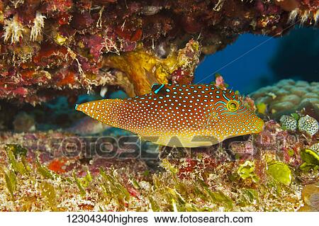 Stock Photograph - Netted Pufferfish (Canthigaster solandri), also known as a spotted toby; Yap, Micronesia. Fotosearch