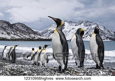 Nine King Penguins (Aptenodytes patagonicus); South Georgia, South Georgia and the South Sandwich Islands, United Kingdom View Large Photo Image Stock Photograph - Nine King Penguins (Aptenodytes patagonicus); South Georgia, South Georgia and the South Sandwich Islands, United Kingdom. Fotosearch