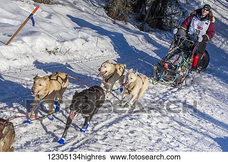 Stock Photograph - Noah Burmeister and team run down the trail on Long Lake shortly after leaving the re-start in Willow, Alaska during the 2016 Iditarod. Fotosearch