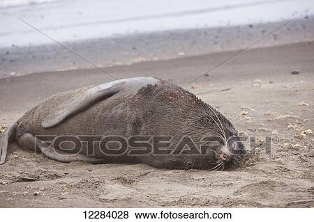 Stock Photo - Northern Fur Seal lying on a sandy beach on the shore of the Bering Sea, St. Paul Island, Southwestern Alaska, USA, Summer. Fotosearch