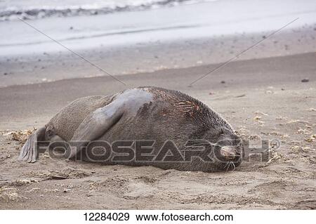 Northern Fur Seal lying on a sandy beach on the shore of the Bering Sea, St. Paul Island, Southwestern Alaska, USA, Summer View Large Photo Image Stock Photo - Northern Fur Seal lying on a sandy beach on the shore of the Bering Sea, St. Paul Island, Southwestern Alaska, USA, Summer. Fotosearch