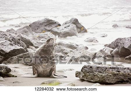 Northern Fur Seal sits on a rocky beach barking with the Bering Sea in the background, St. Paul Island, Southwestern Alaska, USA, Summer View Large Photo Image Stock Image - Northern Fur Seal sits on a rocky beach barking with the Bering Sea in the background, St. Paul Island, Southwestern Alaska, USA, Summer. Fotosearch