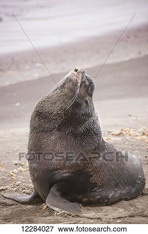 Stock Photo - Northern Fur Seal sitting on a sandy beach on the shore of the Bering Sea, St. Paul Island, Southwestern Alaska, USA, Summer. Fotosearch