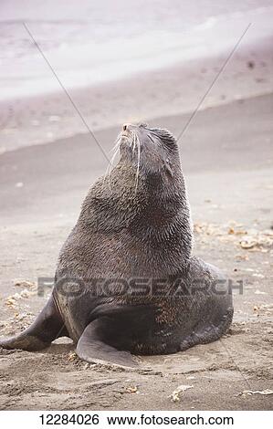Stock Photograph - Northern Fur Seal sitting on a sandy beach on the shore of the Bering Sea, St. Paul Island, Southwestern Alaska, USA, Summer. Fotosearch