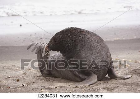 Stock Image - Northern Fur Seal washes its flipper on a sandy beach on the shore of the Bering Sea, St. Paul Island, Southwestern Alaska, USA, Summer. Fotosearch