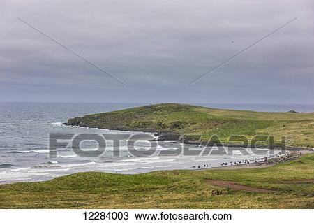 Northern Fur Seals congregate on a small beach protected by a peninsula, St. Paul Island, Southwestern Alaska, USA, Summer View Large Photo Image Stock Image - Northern Fur Seals congregate on a small beach protected by a peninsula, St. Paul Island, Southwestern Alaska, USA, Summer. Fotosearch