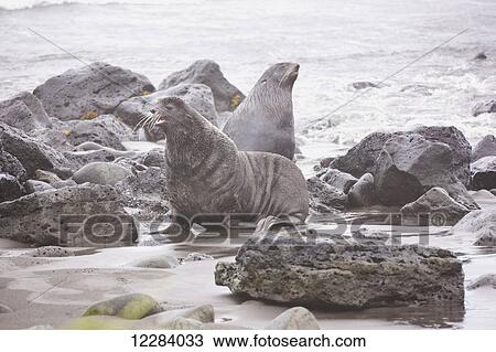 Northern Fur Seals sit on a rocky beach with the Bering Sea in the background, St. Paul Island, Southwestern Alaska, USA, Summer View Large Photo Image Stock Image - Northern Fur Seals sit on a rocky beach with the Bering Sea in the background, St. Paul Island, Southwestern Alaska, USA, Summer. Fotosearch