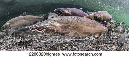 Stock Photograph - Ocean bright Coho Salmon (Oncorhynchus kisutch) on their spawning migration in an Alaskan stream during late summer.. Fotosearch