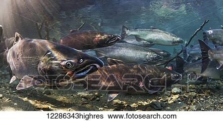 Stock Photograph - Ocean bright Coho Salmon (Oncorhynchus kisutch) on their spawning migration in an underwater view in an Alaskan stream during autumn.. Fotosearch