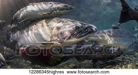 Ocean bright Coho Salmon (Oncorhynchus kisutch) on their spawning migration. Underwater view in an Alaskan stream during autumn. View Large Photo Image Stock Photograph - Ocean bright Coho Salmon (Oncorhynchus kisutch) on their spawning migration. Underwater view in an Alaskan stream during autumn.. Fotosearch