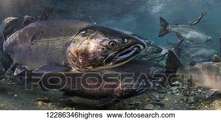 Stock Photograph - Ocean bright Coho Salmon (Oncorhynchus kisutch) on their spawning migration in an underwater view in an Alaskan stream during autumn.. Fotosearch