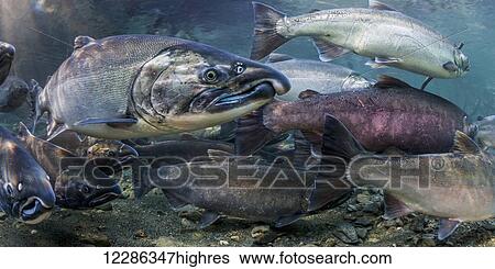 Stock Photograph - Ocean bright Coho Salmon (Oncorhynchus kisutch) on their spawning migration in an underwater view in an Alaskan stream during autumn.. Fotosearch