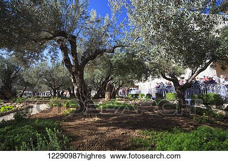 Stock Photograph - Olive tree in the Garden of Gethsemane; Jerusalem, Israel. Fotosearch