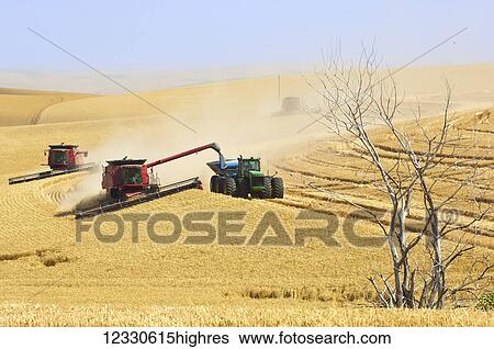 One Or More Combines Offloading Grain To A Tractor Pulled Grain Cart In Southeast Washington; Washington, United States Of America View Large Photo Image Stock Photograph - One Or More Combines Offloading Grain To A Tractor Pulled Grain Cart In Southeast Washington; Washington, United States Of America. Fotosearch