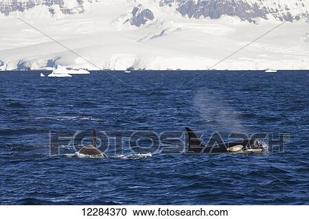 Orca (Orcinus orca), Type B, in front of Anvers Island; Antarctica View Large Photo Image Stock Image - Orca (Orcinus orca), Type B, in front of Anvers Island; Antarctica. Fotosearch