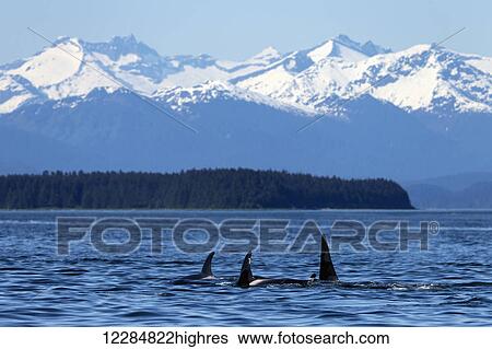Stock Photograph - Orca whales (Killer whale) surface near Juneau, Coastal mountains beyond, Inside Passage, Southeast Alaska.. Fotosearch