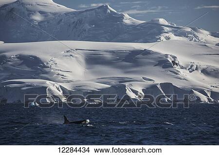 Orcas (Orcinus orca) in front of Anvers Island, Antarctic Peninsula; Antarctica View Large Photo Image Picture - Orcas (Orcinus orca) in front of Anvers Island, Antarctic Peninsula; Antarctica. Fotosearch
